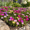 Delosperma cooperi gemengd | 9 cm pot | ca. 10 cm hoog | per stuk
