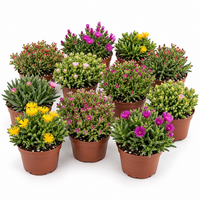 Delosperma cooperi gemengde kleuren | 9 cm pot | ca. 10 cm hoog | ijsbloem | verkoop per stuk