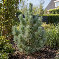 Pinus pinea 'Silver Crest' | Parasolden | 38 cm hoog | 10 cm pot | Wintergroene conifeer