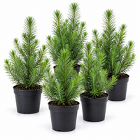 Pinus pinea 'Silver Crest' | Parasolden | 38 cm hoog | 10 cm pot | Wintergroene conifeer