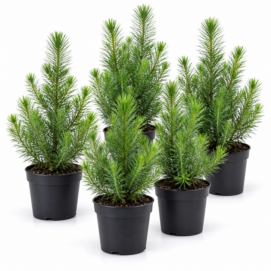 Pinus pinea 'Silver Crest' | Parasolden | 38 cm hoog | 10 cm pot | Wintergroene conifeer