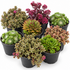 Rotsplanten gemengd | 14 cm pot | 12 cm hoog | per stuk