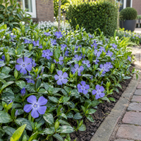Vinca minor | Kleine maagdenpalm | ca. 15 cm hoog | In 9 cm pot | Wintergroene bodembedekker