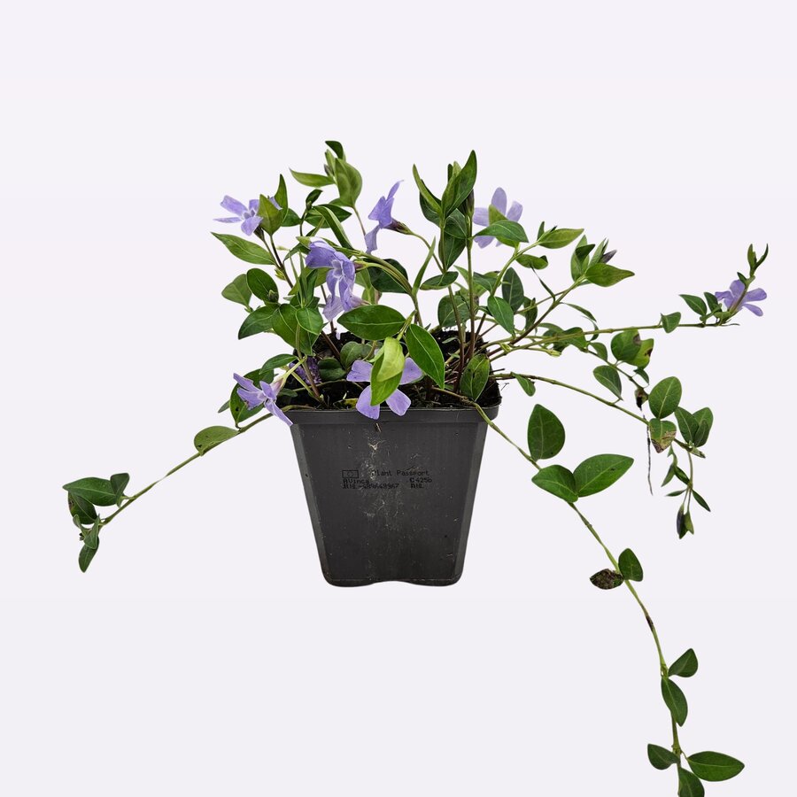 Vinca minor | Kleine maagdenpalm | ca. 15 cm hoog | In 9 cm pot | Wintergroene bodembedekker