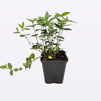 Vinca minor | Kleine maagdenpalm | ca. 15 cm hoog | In 9 cm pot | Wintergroene bodembedekker