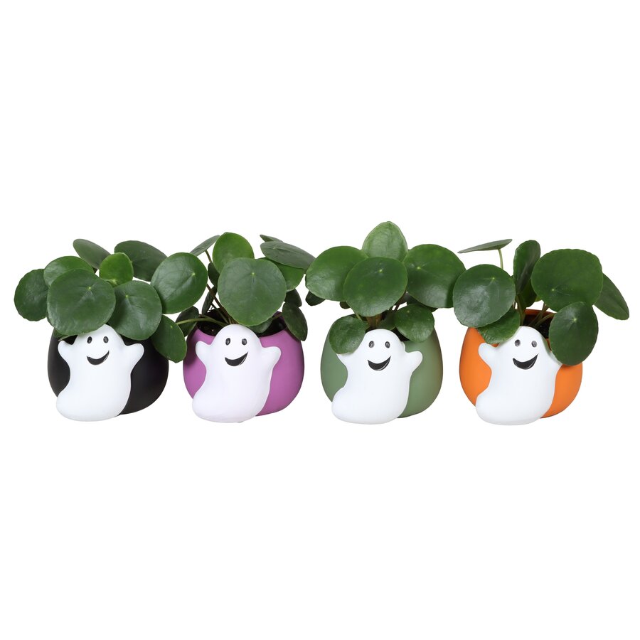 Pilea peperomioides pannenkoekenplant in keramische Halloween spookpot | 6 cm pot | 13 cm hoog