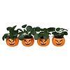 Pilea peperomioides in pompoenpot | 6 cm | 13 cm hoog