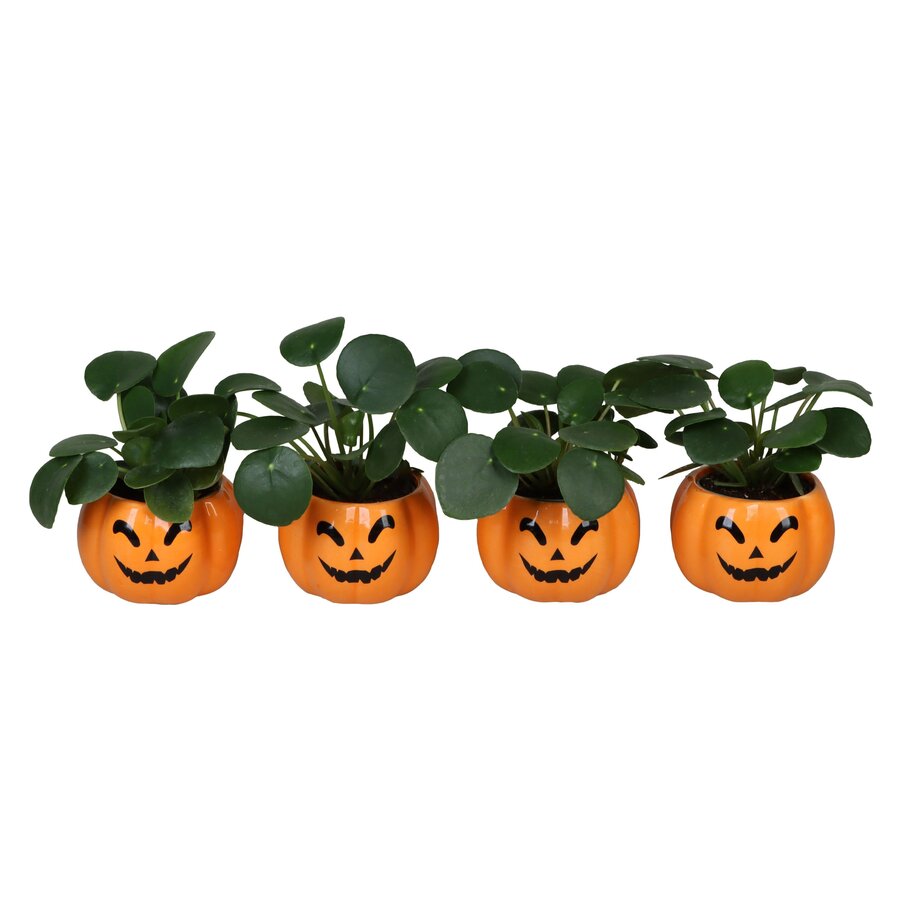 Pilea peperomioides pannenkoekenplant in keramische pompoenpot | Halloween | 6 cm pot | 13 cm hoog