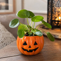 Pilea peperomioides pannenkoekenplant in keramische pompoenpot | Halloween | 6 cm pot | 13 cm hoog