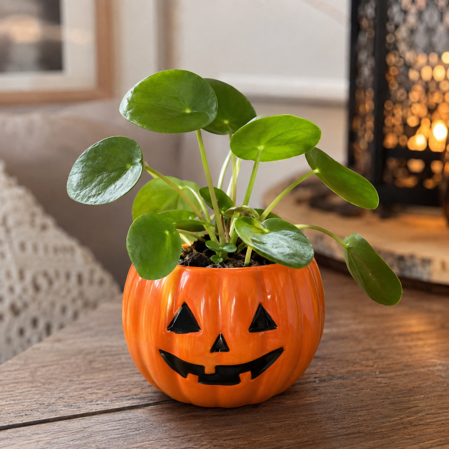 Pilea peperomioides pannenkoekenplant in keramische pompoenpot | Halloween | 6 cm pot | 13 cm hoog