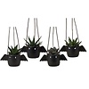 Succulenten mix 4 soorten in vleermuis hangpot | 6 cm pot | 15 cm hoog | per stuk