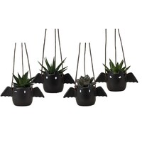Succulenten gemengd 4 soorten in vleermuis hangpot | Halloween decoratie | 6 cm pot | ca. 15 cm hoog | per stuk