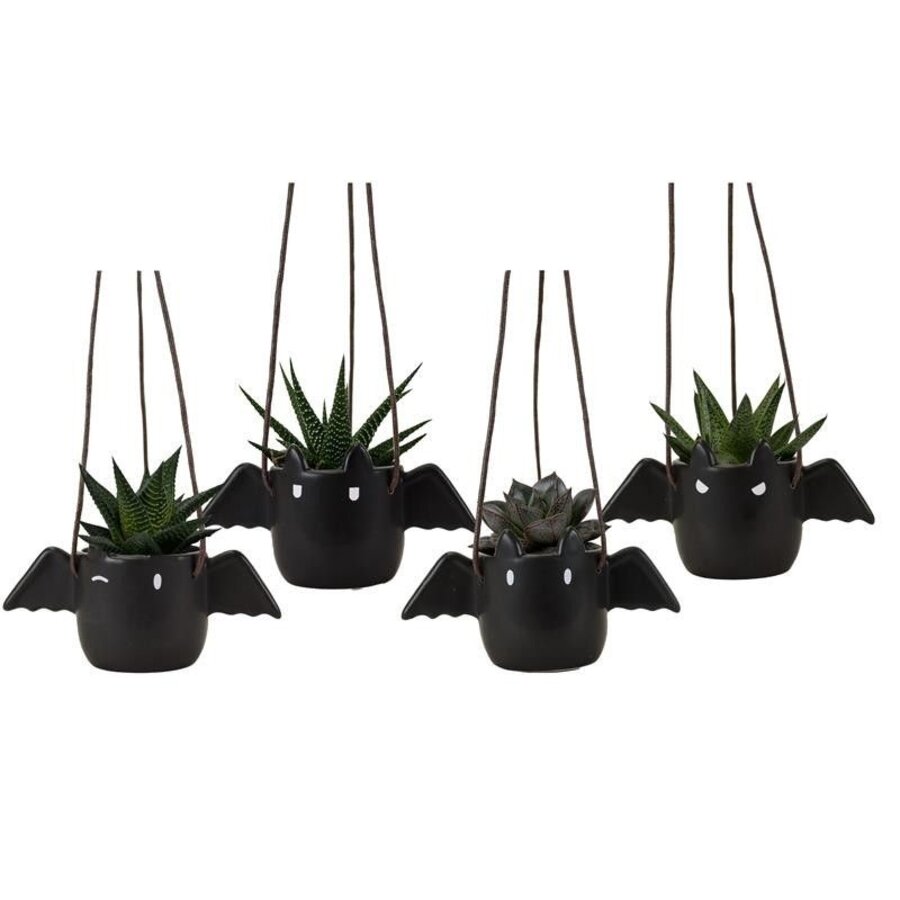 Succulenten gemengd 4 soorten in vleermuis hangpot | Halloween decoratie | 6 cm pot | ca. 15 cm hoog | per stuk