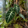 Alocasia Frydek | 6 cm pot | 10 cm hoog