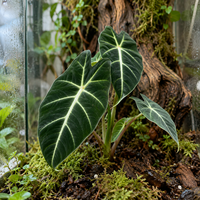 Alocasia Frydek | 6 cm pot | 10 cm hoog | tropische terrarium en kamerplant