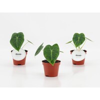 Alocasia Frydek | 6 cm pot | 10 cm hoog | tropische terrarium en kamerplant
