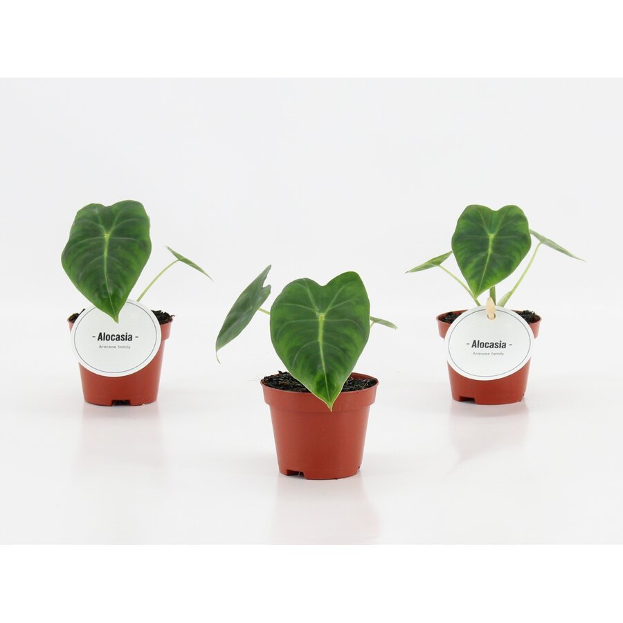 Alocasia Frydek | 6 cm pot | 10 cm hoog | tropische terrarium en kamerplant