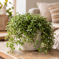 Callisia repens 12 cm pot | 17 cm hoog | kruipende terrariumplant en kamerplant
