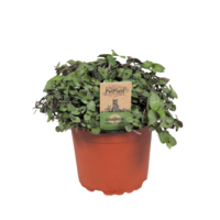 Callisia repens 12 cm pot | 17 cm hoog | kruipende terrariumplant en kamerplant