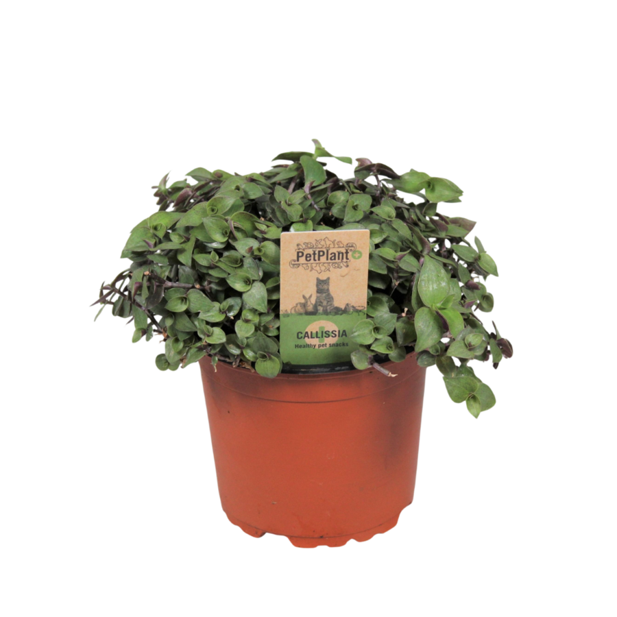 Callisia repens 12 cm pot | 17 cm hoog | kruipende terrariumplant en kamerplant