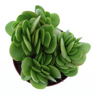 Crassula swaziensis vetplant voor terrarium en woonkamer | 8,5 cm pot | 10 cm hoog