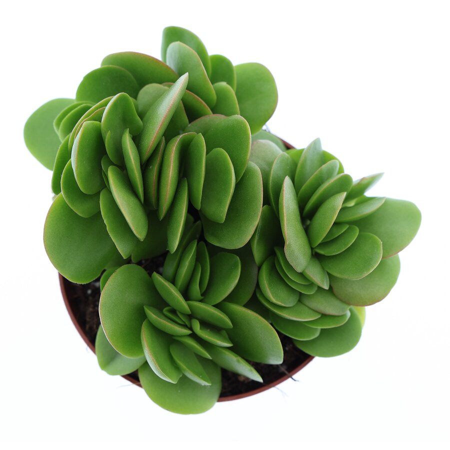 Crassula swaziensis vetplant voor terrarium en woonkamer | 8,5 cm pot | 10 cm hoog