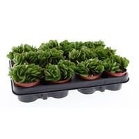 Crassula swaziensis vetplant voor terrarium en woonkamer | 8,5 cm pot | 10 cm hoog