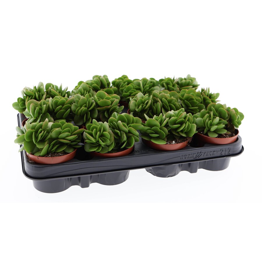 Crassula swaziensis vetplant voor terrarium en woonkamer | 8,5 cm pot | 10 cm hoog