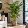 Dypsis lutescens Areca | 24 cm pot | 140 cm hoog