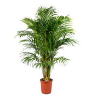 Dypsis lutescens (Areca) goudpalm | 24 cm pot | 140 cm hoog