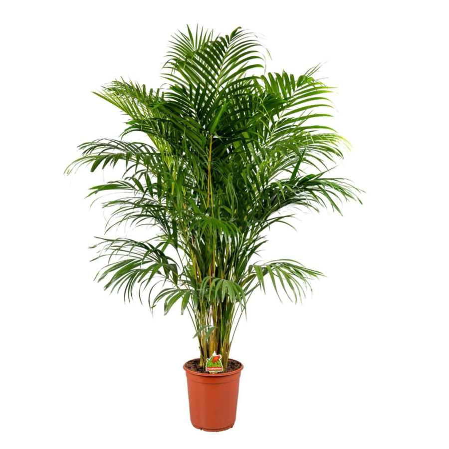 Dypsis lutescens (Areca) goudpalm | 24 cm pot | 140 cm hoog