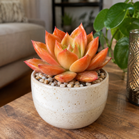 Echeveria 'Miranda' nda Oranje | decoratieve vetplant | 8 cm pot | 12 cm hoog