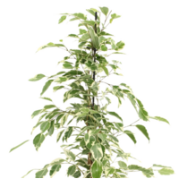 Ficus benjamina 'Twilight' bontbladige treurvijg | 14 cm pot | 55 cm hoog