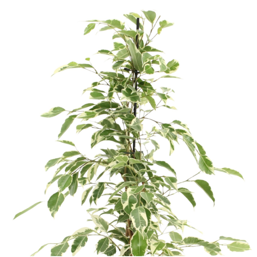 Ficus benjamina 'Twilight' bontbladige treurvijg | 14 cm pot | 55 cm hoog