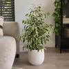 Ficus benjamina 'Twilight' | 14 cm pot | 55 cm hoog