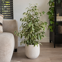 Ficus benjamina 'Twilight' bontbladige treurvijg | 14 cm pot | 55 cm hoog
