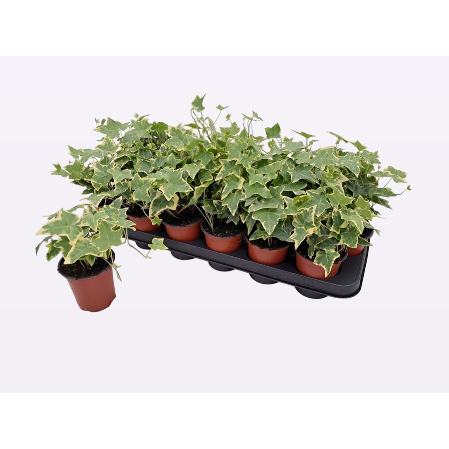 Hedera helix 'Goldchild' bonte klimop | 9 cm pot | circa 20 cm hoog