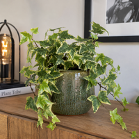 Hedera helix 'Goldchild' bonte klimop | 9 cm pot | circa 20 cm hoog