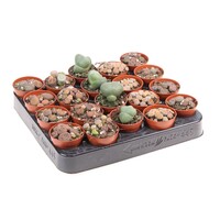 Lithops sp. Mixed | levende steentjes | 5,5 cm pot | 8 cm hoog | per stuk