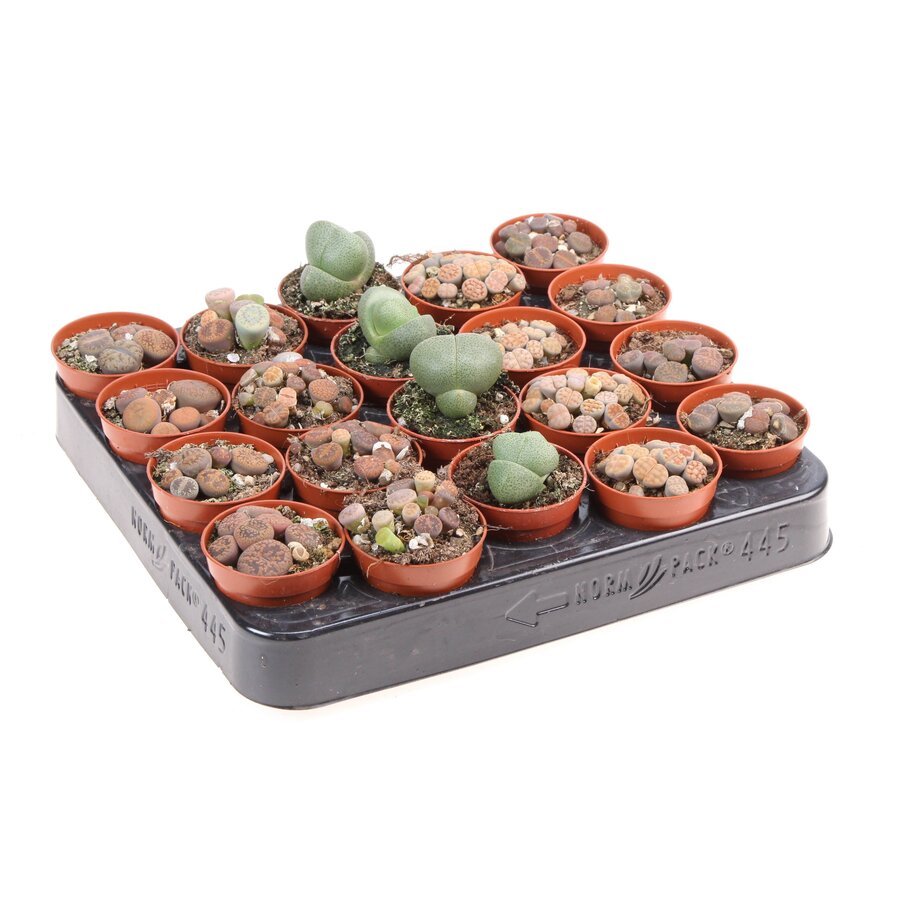 Lithops sp. Mixed | levende steentjes | 5,5 cm pot | 8 cm hoog | per stuk