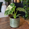 Monstera deliciosa 'Thai Constellation' | 6 cm pot | 14 cm hoog