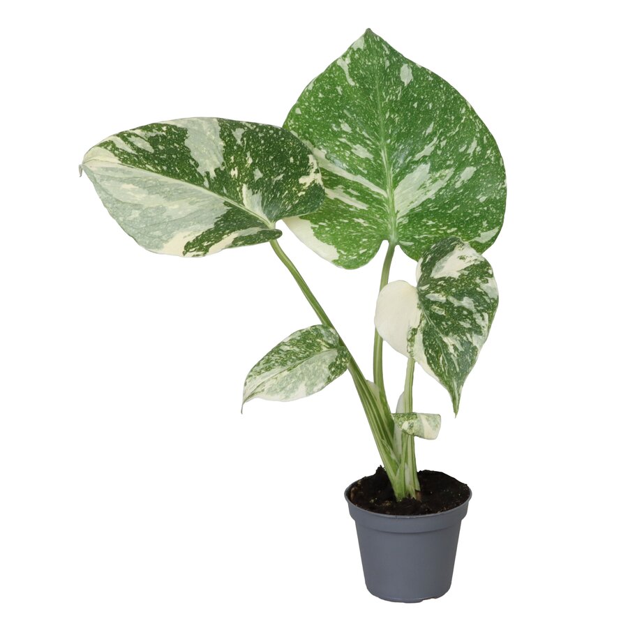 Monstera deliciosa 'Thai Constellation' | bonte gatenplant | 6 cm pot | 14 cm hoog