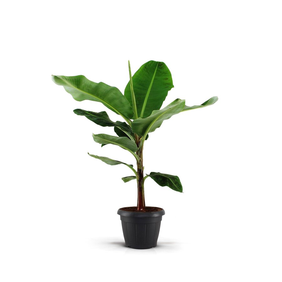 Musa 'Dwarf Cavendish' bananenplant | potmaat 35 cm | ca. 160 cm hoog