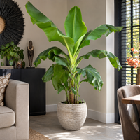 Musa 'Dwarf Cavendish' bananenplant | potmaat 35 cm | ca. 160 cm hoog
