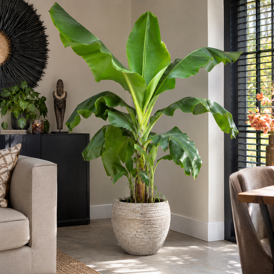 Musa 'Dwarf Cavendish' bananenplant | potmaat 35 cm | ca. 160 cm hoog