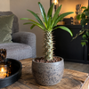 Pachypodium lamerei | pot 12 cm | 33 cm hoog
