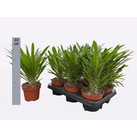 Pachypodium lamerei | Madagaskarpalm | pot 12 cm | 33 cm hoog