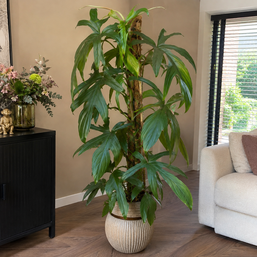 Philodendron pedatum klimplant op mosstok | potmaat 21 cm | hoogte bij levering 100 cm
