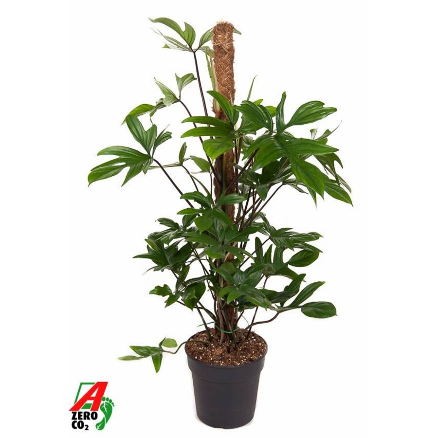 Philodendron pedatum klimplant op mosstok | potmaat 21 cm | hoogte bij levering 100 cm