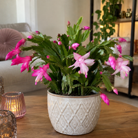 Schlumbergera gemengd in diverse kleuren | kerstcactus | 9 cm pot | 18 cm hoog | per stuk